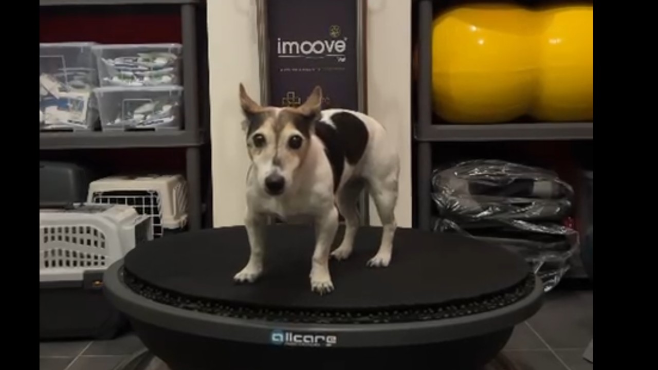 Imoove-vet