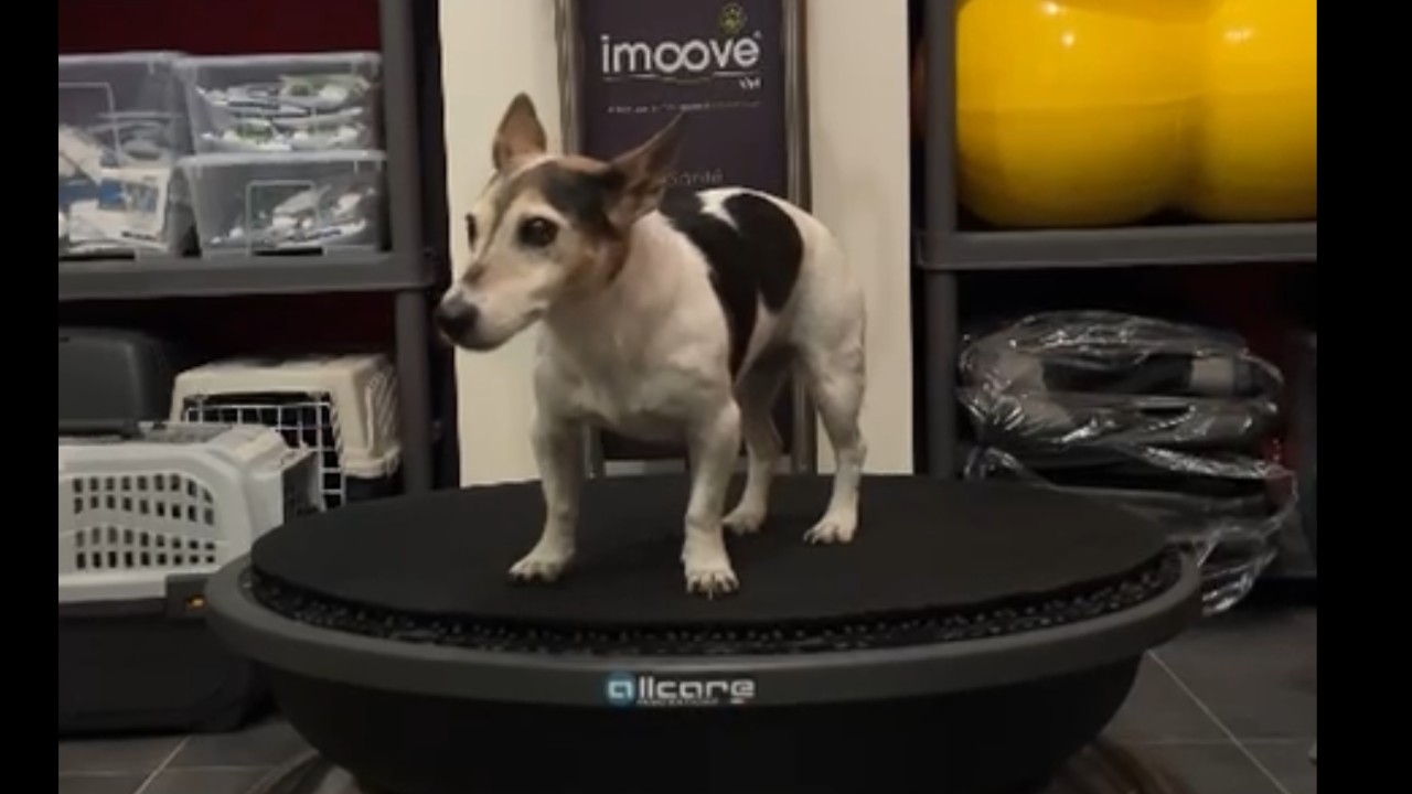 Imoove-vet